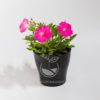 Planta Petunia Rosada en Maceta Synue 15 cm Negra