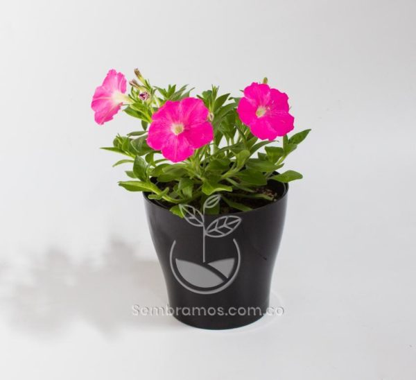 Planta Petunia Rosada en Maceta Synue 15 cm Negra
