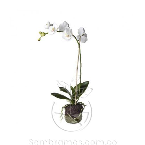 Cuidados de la Orquidea Phalaenopsis Blanca