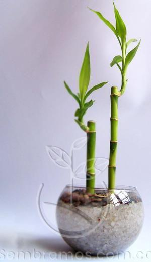 Planta Bambu de la Suerte