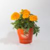 Planta Marygold Amarillo en maceta Synue 15cm Naranja