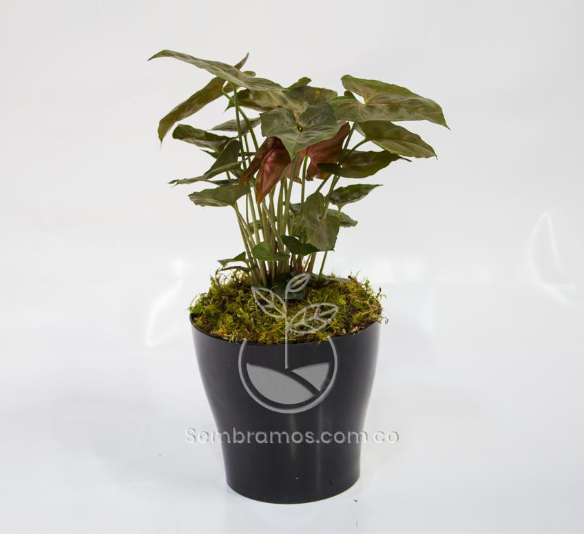 Planta Singonium Rojo en Maceta Synue 15cm Negra
