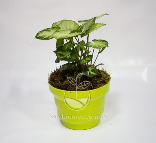 Planta Singonium en Maceta Vertigo 16cm Verde Limón