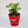 Planta Singonium en Maceta Synue 15 cm Roja