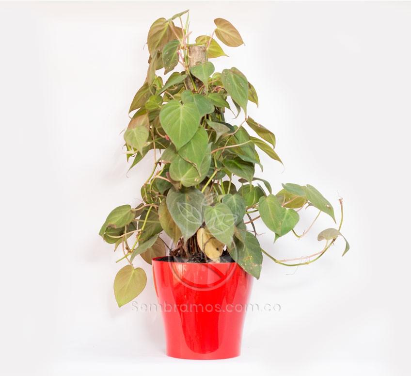 Planta Cordatum Rojo