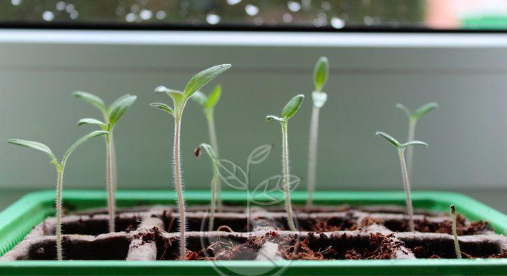 cómo germinar semillas