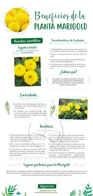 Planta Marigold Amarillo | Venta de Plantas y Semillas | Tienda Online