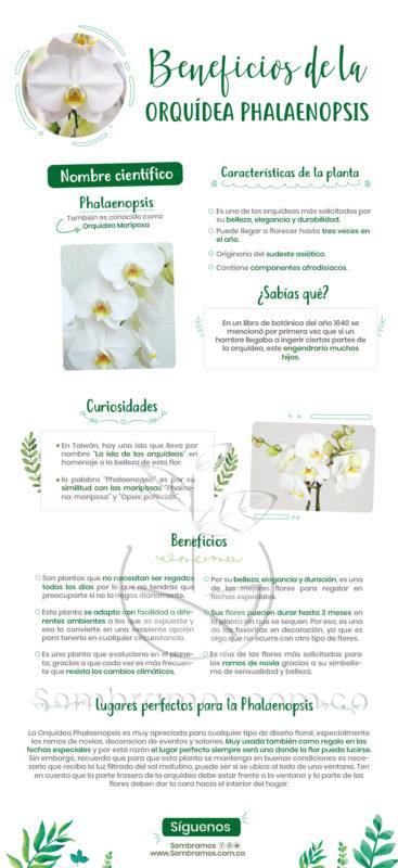 Planta Orquídea Phalaenopsis Blanca | Venta de Plantas y Semillas Online