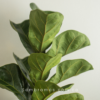 planta ficus pandurata