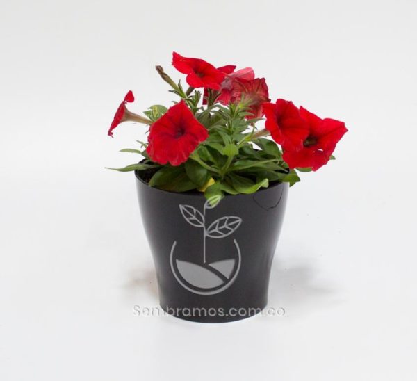 Planta Petunia Roja en maceta Synue 15cm Negra
