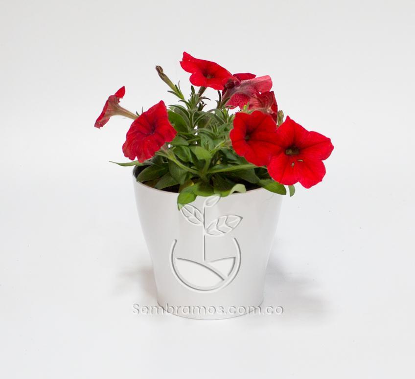 Planta Petunia Roja en maceta Synue 15cm Blanca