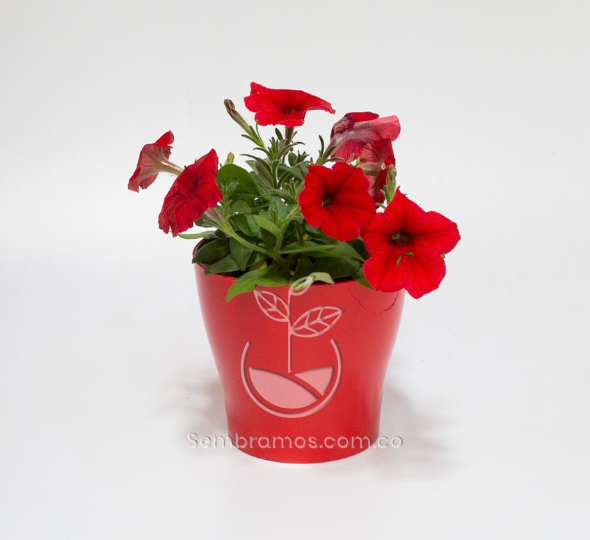 Planta Petunia Roja en maceta Synue 15cm Roja