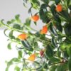 Planta Pescadito - Nematanthus gregarius