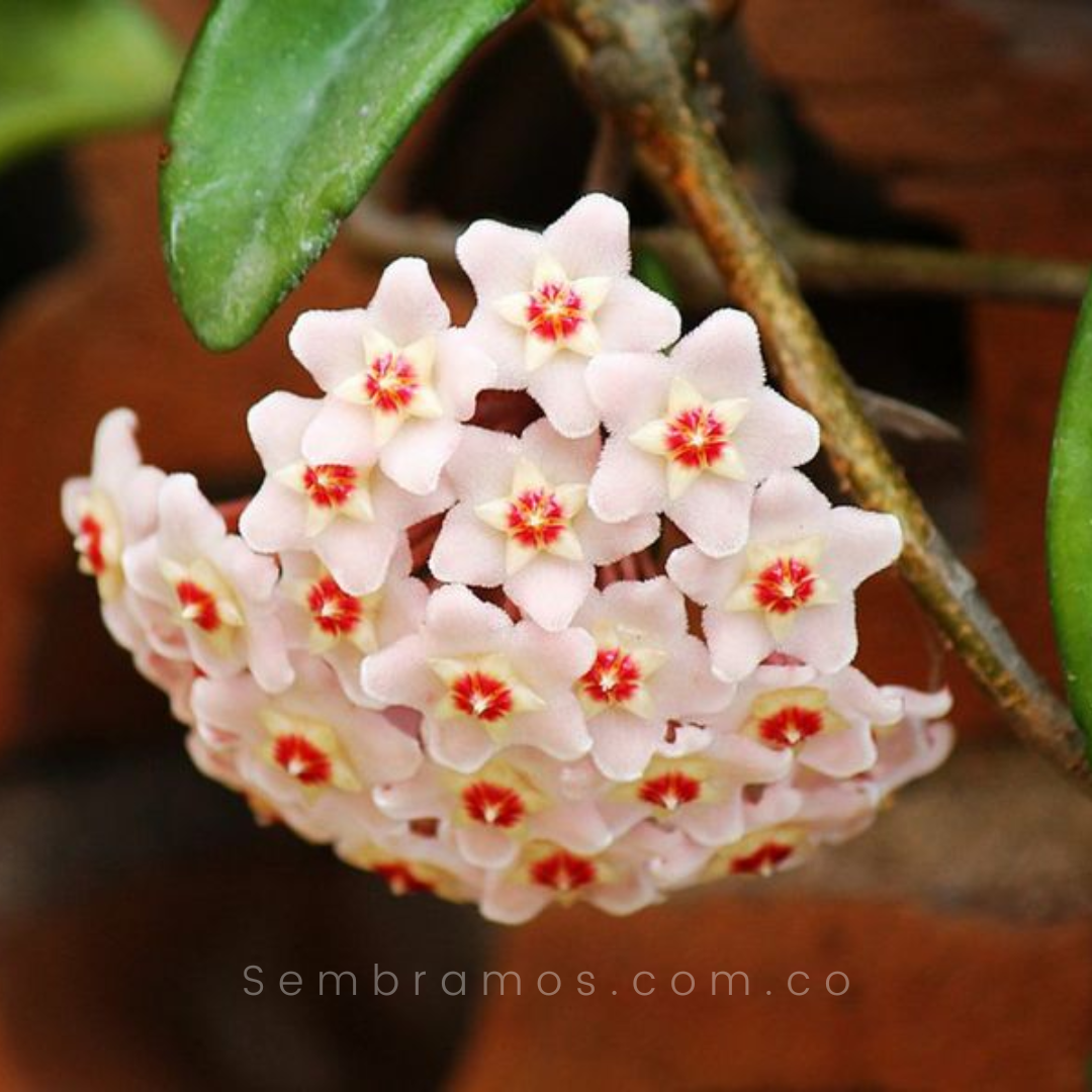 Planta Flor de Cera Hoya | Venta de Plantas y Semillas | Tienda Online