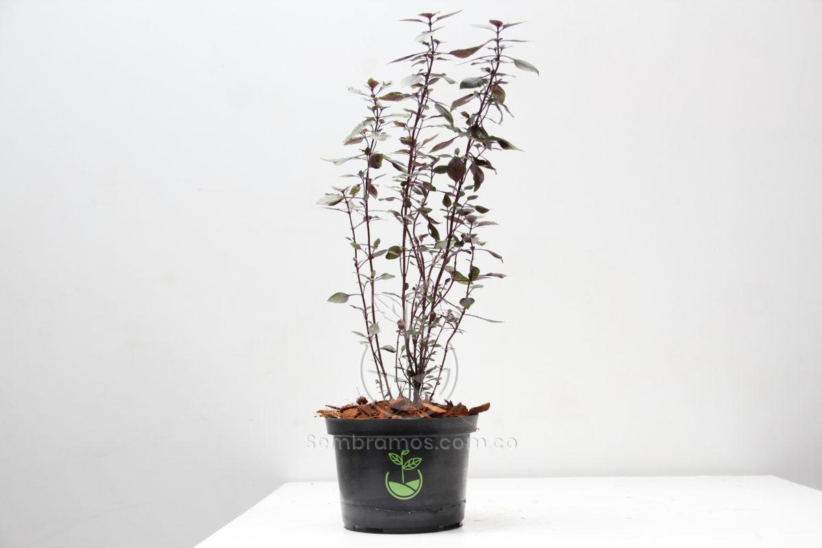 venta planta albahaca morada