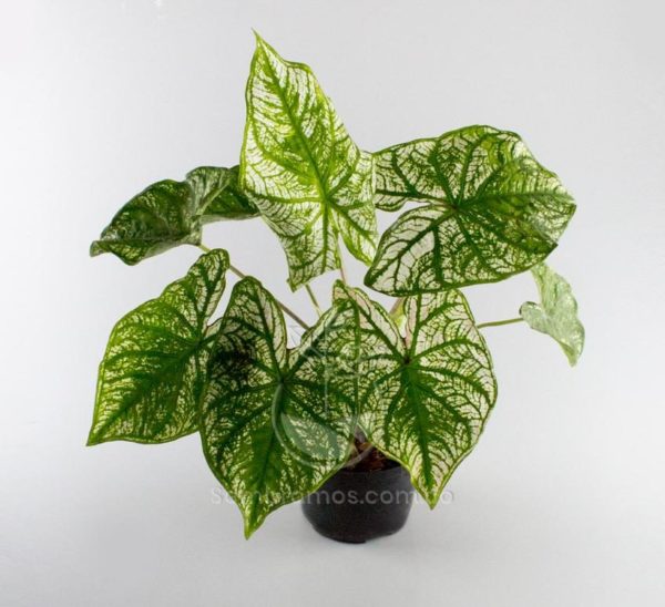 Planta Caladium Verde