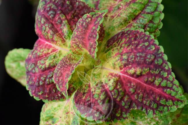 Planta Begonia Hoja | Venta de Plantas y Semillas | Tienda Online