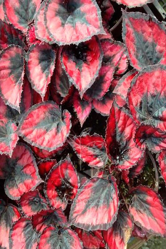 Planta Begonia Hoja | Venta de Plantas y Semillas | Tienda Online