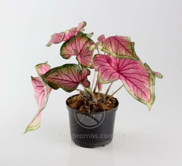 planta caladium rosa