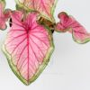 planta-caladium-rosa-detalle-hoja