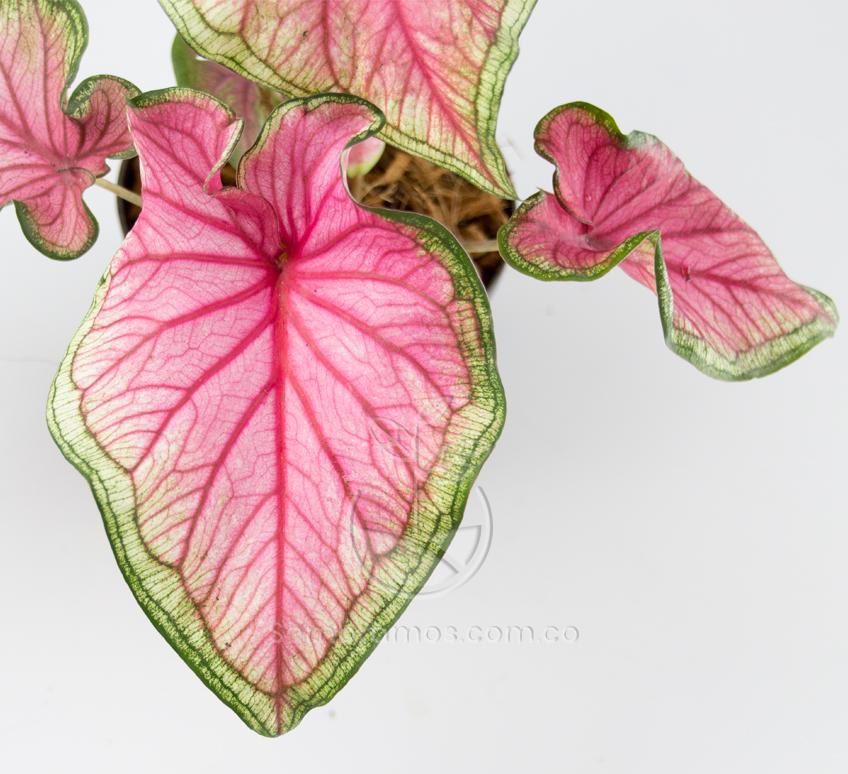 planta-caladium-rosa-detalle-hoja