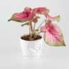 planta-caladium-rosa-en-maceta-decorativa-bahia-blanca