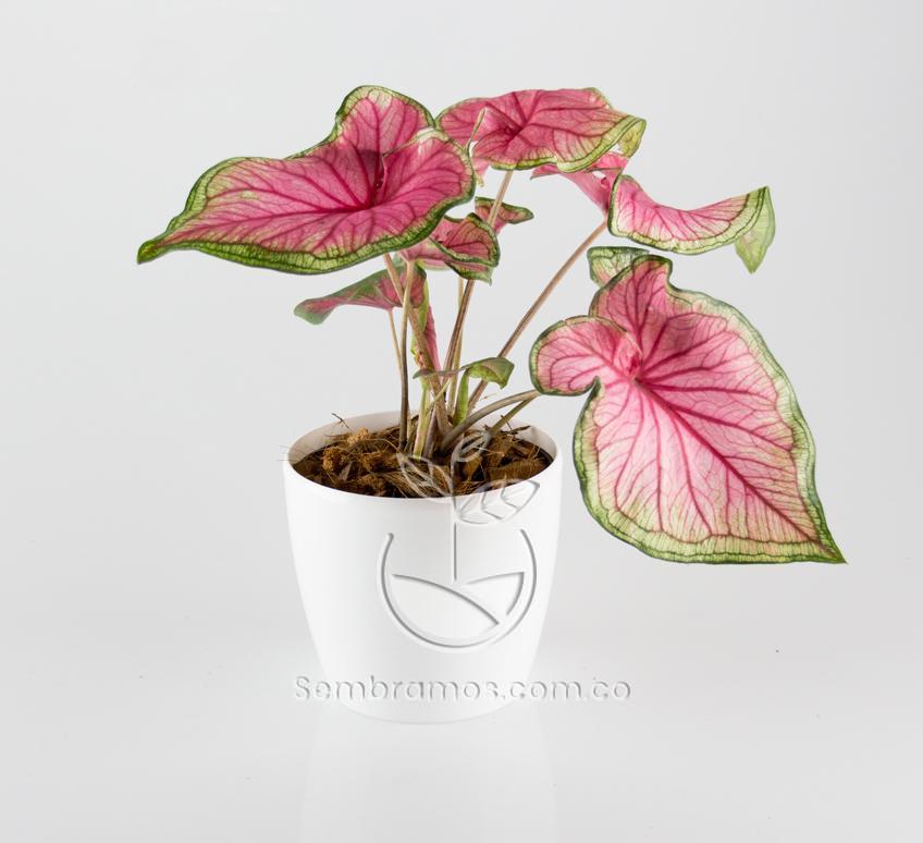 planta-caladium-rosa-en-maceta-decorativa-bahia-blanca