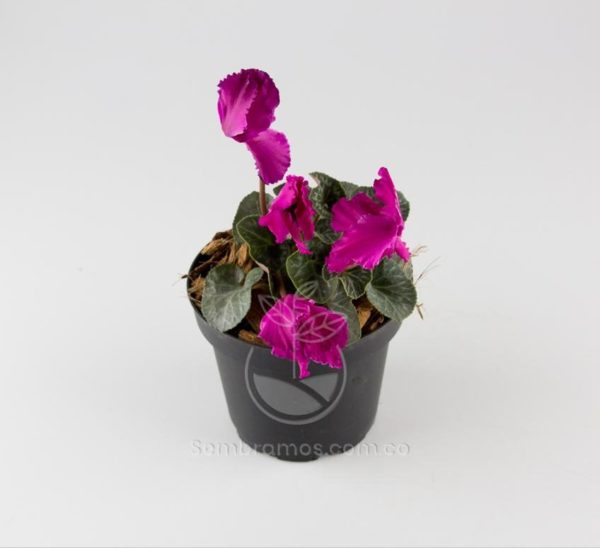 planta violeta de los alpes