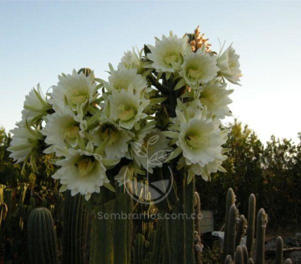 Cactus San Pedro (Echinopsis Pachanoi)