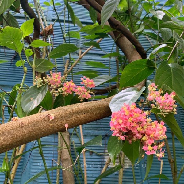 planta ayahuasca