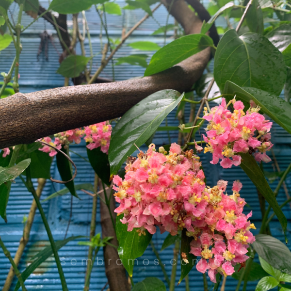 planta ayahuasca