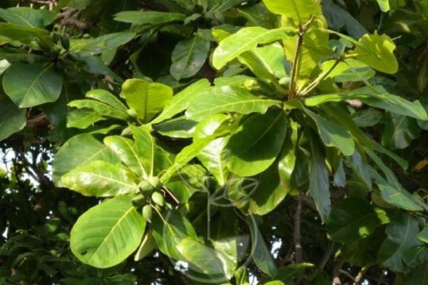 Árbol Almendro (Terminalia Catappa)