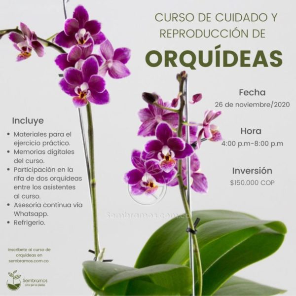 curso orquídeas