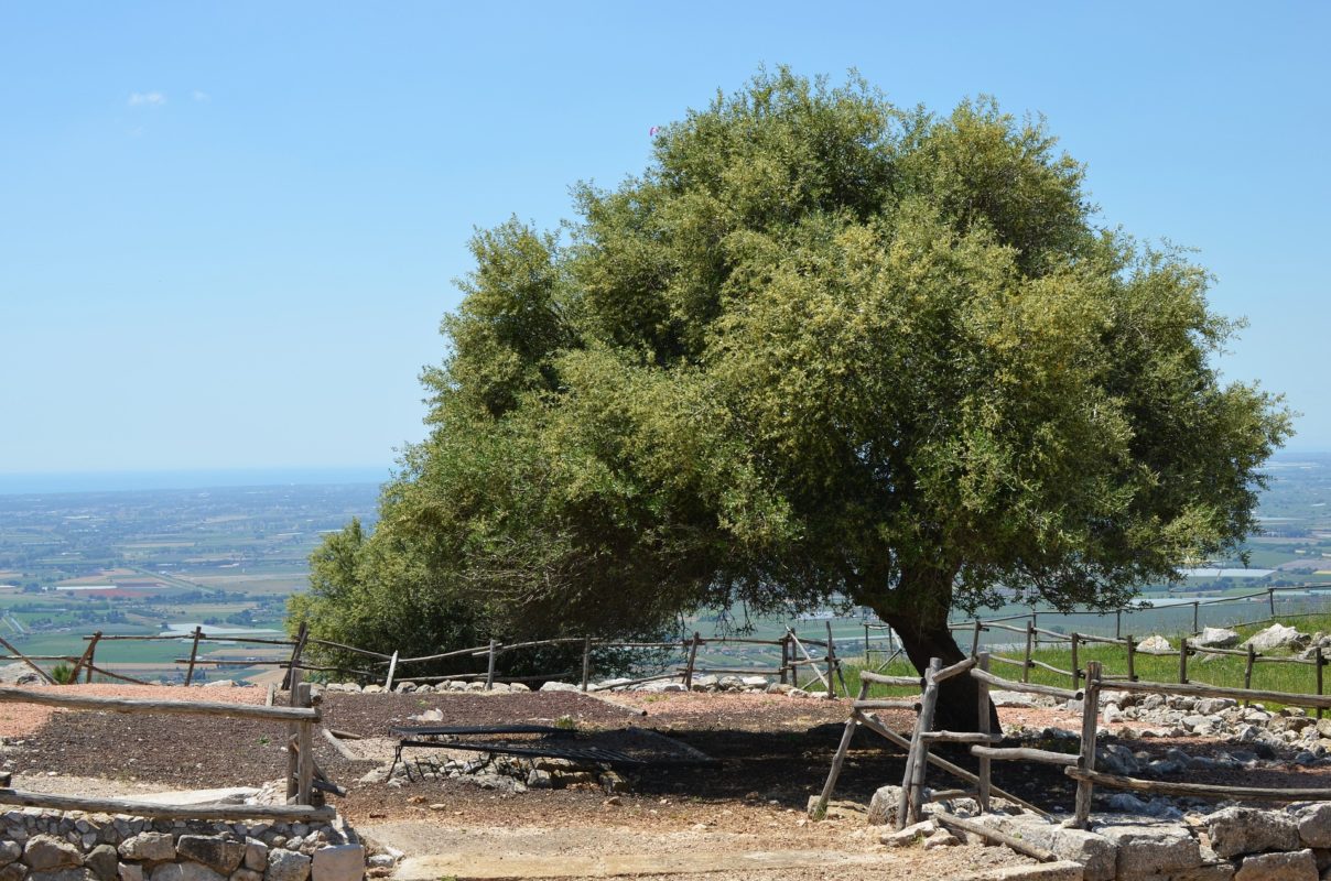 Árbol olivo