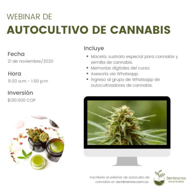 webinar cannabis