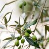 árbol olivo