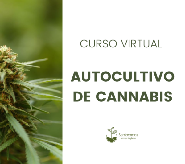 curso virtual cannabis