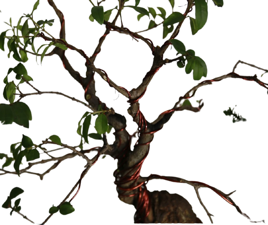 alambre bonsai