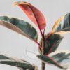 planta ficus elastica ruby