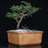 thuja bonsai