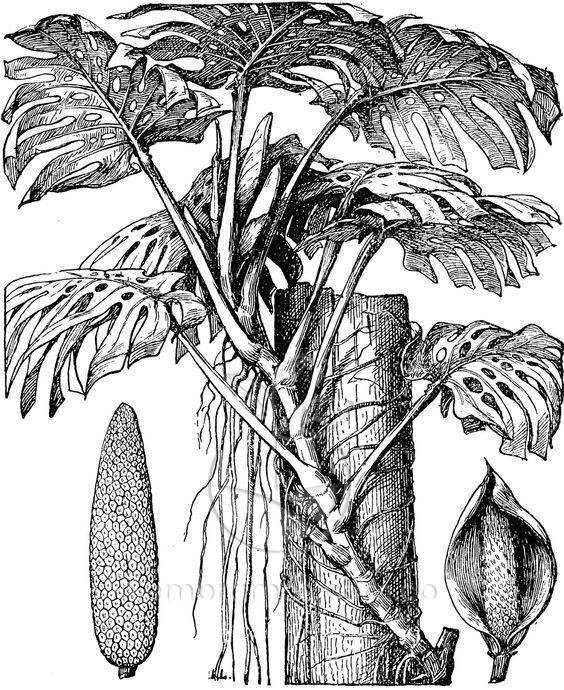 KEYWORD monstera deliciosa variegata comprar