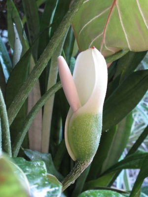 flor philodendron