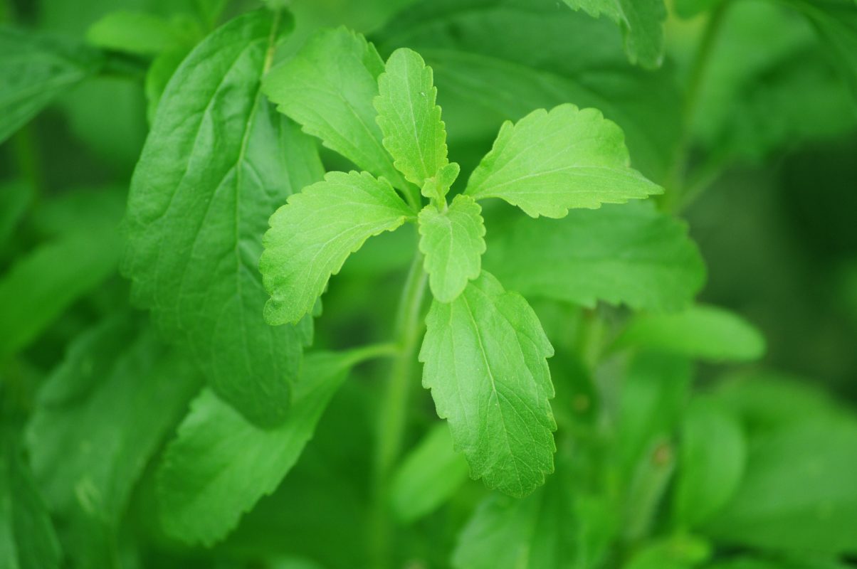 planta stevia