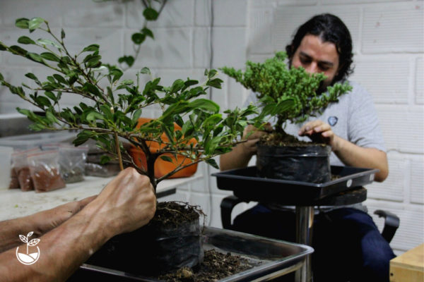 taller de bonsái en Medellín
