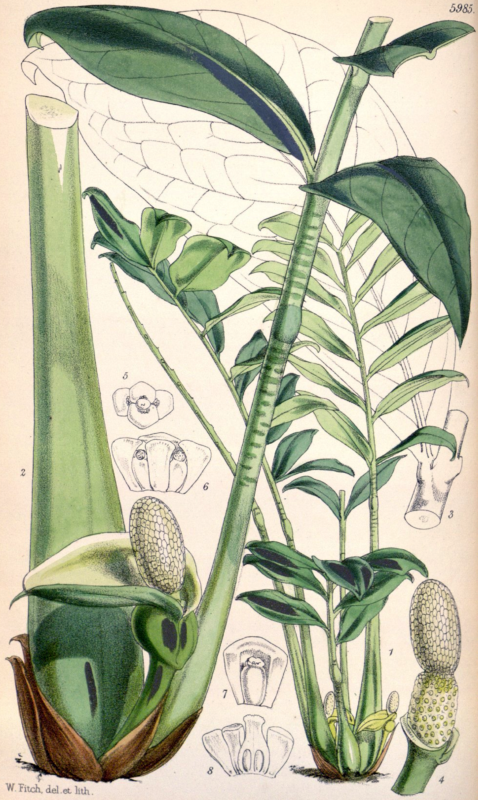 planta Zamiloculcas zamiifolia