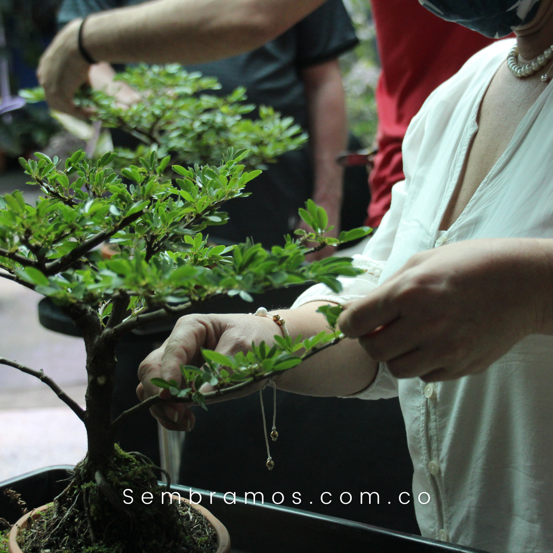 taller de bonsái en Medellín