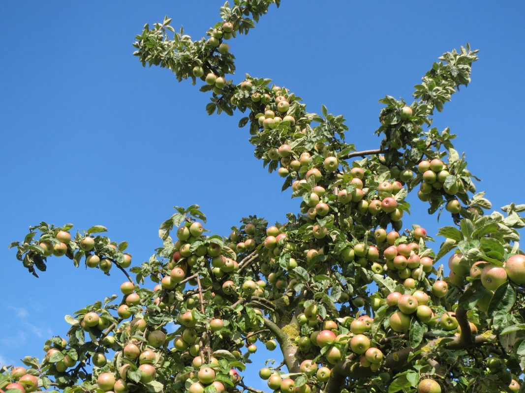 árbol de manzana verde