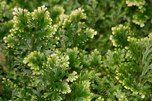 Selaginella Martensii (Selaginella Martensii)