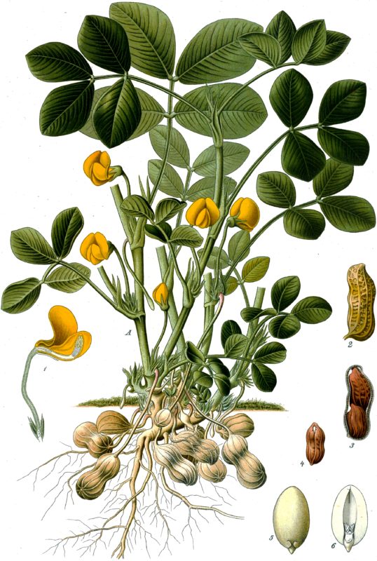 planta maní forrajero