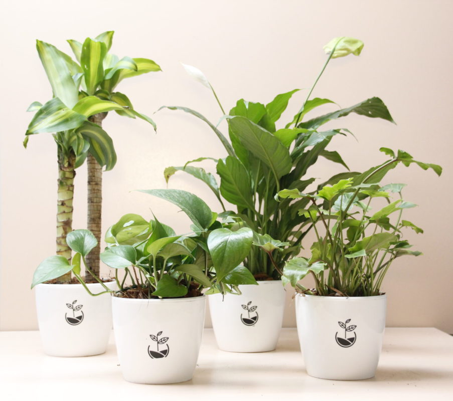 set plantas purificadoras de aire